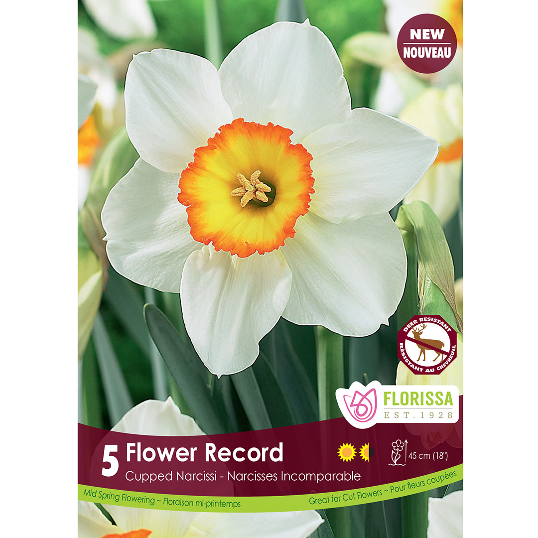 Narcissus 'Flower Record' Bulbs | Daffodil Bulbs | Arts Nursery Garden ...